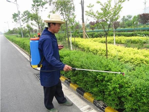 佛山绿化养护服务树木整型 怡轩园林绿化