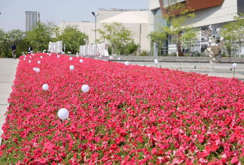 历下区园林绿化服务中心多举措推进春季花卉更换工作